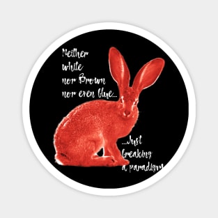 Paradigm Rabbit Magnet